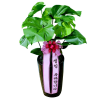 몬스테라