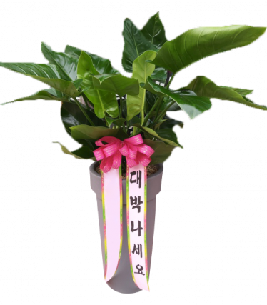 콩고